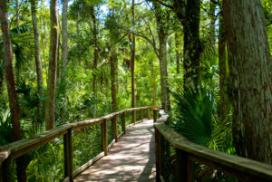 Nature Walks in Florida are relaxing