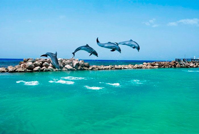 kids dolphin excursions