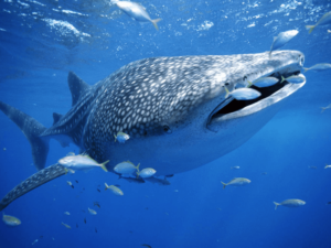 see whale sharks in Mexico