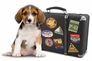 Disney World packing list pet basics