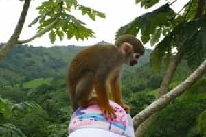 Monkey Attractions In Punta Cana