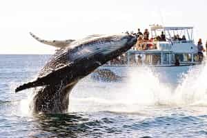 Whale Watching Dominican Republic