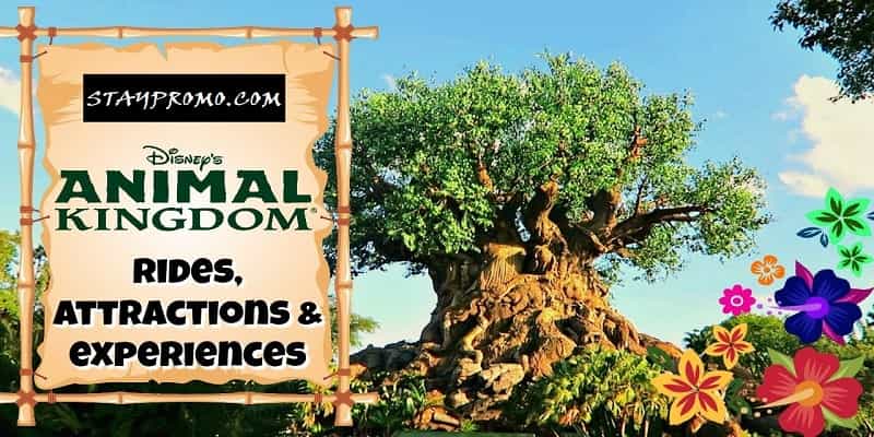 Top Animal Kingdom Rides For Kids