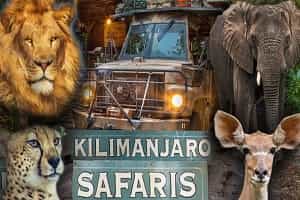 See Wild Animals At Animal Kingdom