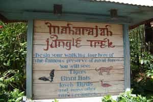 Maharajah Jungle Animal Kingdom