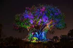 Tree Of Life Nighttime