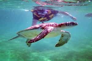 Akumal Turtle Tours