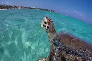 Akumal Tours